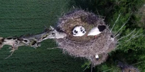 How Do You Choose the Right Nesting Material for Your Bird?